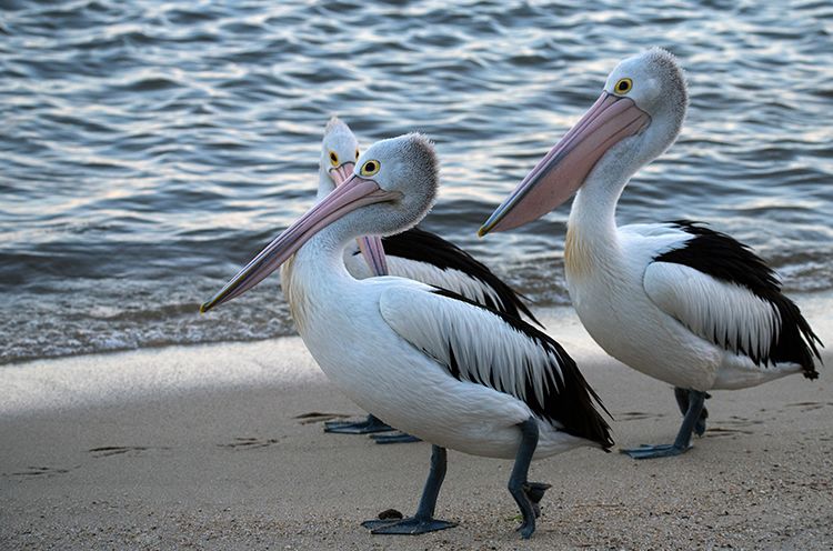 A Pelican Standing Next To A Body Of Water